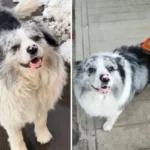 सोशल मीडिया पर 15 लाख फॉलोवर वाला कुत्ता हुआ चोरी, फिर मारकर खा गए लोग; जनता का फूटा गुस्सा